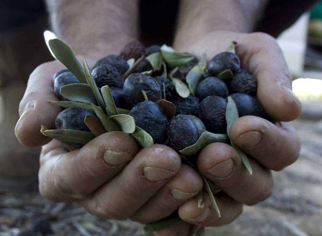 recolectar olivas ecológicas