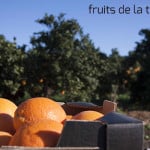 Naranjas ecológicas directas del campo