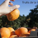 Naranjas ecológicas directas del campo