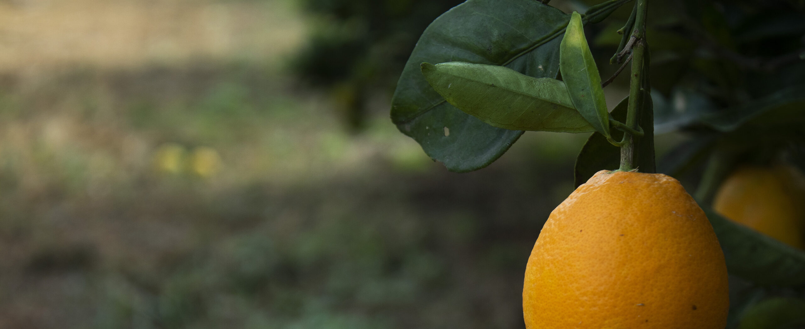 NARANJA ECO ENTRE NOVIEMBRE Y MARZO