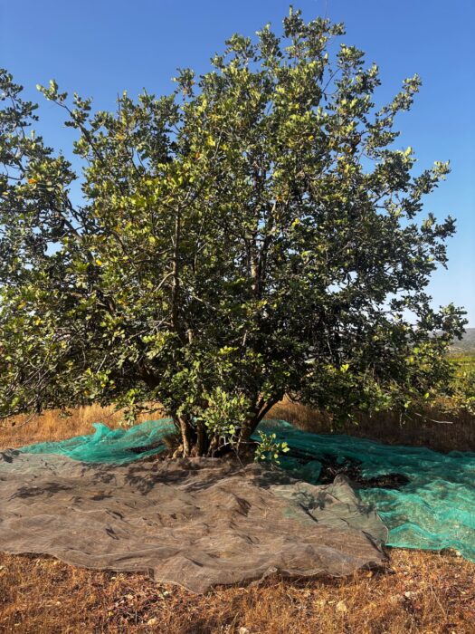 Recogida de algarroba para elaborar harina de algarroba ecológica, Fruits de la Terreta