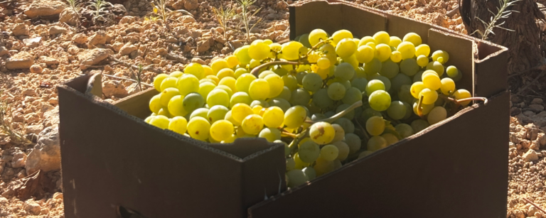 CAJA de uva Moscatel de Alejandría ecológica en la viña, Fruits de la Terreta